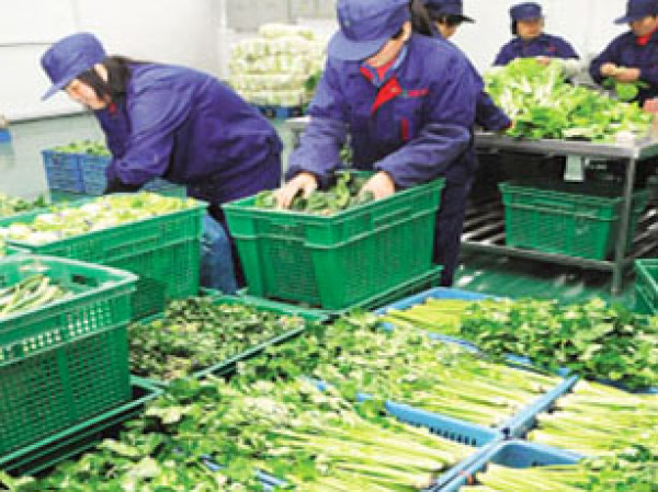 蔬菜运输公司让餐饮业省事省心省力(图1)