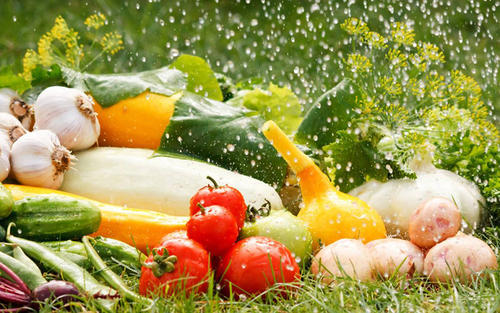 天津蔬菜配送告诉你如何对蔬菜进行冷冻保存(图1)